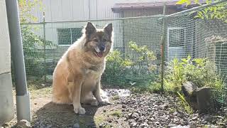 じいじのはしごにぶつかりそうになる犬のムーちゃん