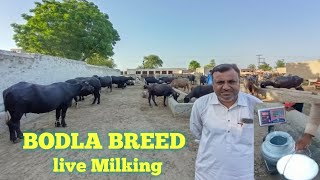 Live Milking Nili Buffaloes || Peer Imtiaz Bodla Dairy Farm || Bodla Breed | Hafiz Azhar jutt