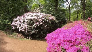 Isabella Plantation in Richmond Park