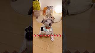 aiboが踊る チョコレイトディスコ！Happy Valentine  #aibo #アイボ  #robot