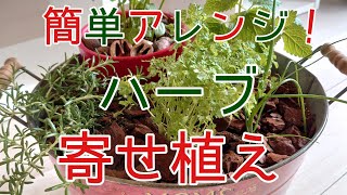 ハーブ『寄せ植え』オシャレで可愛くガーデニング！初心者さんにも大人気、ハーブを楽しく育てて収穫しましょう♪