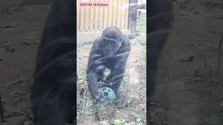 【子ゴリラ】来園者の近くまで来てくれたキンちゃん Little Kintaro came to greet visitors 2023.09.14 #子ゴリラ #キンタロウ #gorilla