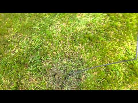 How to get rid of ants in your lawn for $2 How to get rid of ants in your lawn for $2