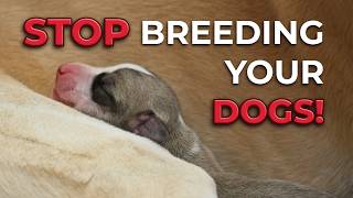 Why Most Dogs Should Never Have Puppies