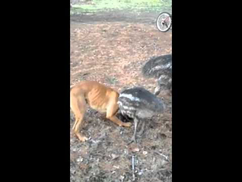 Emu And Dog Invent The Best Game To Play Together The Dodo