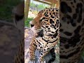 Wild Animal Nose Boops! AMAZING