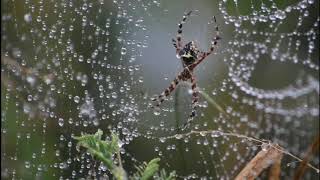 Stress Reliever Piano Music Spider Web Water Droplet. Relaxing. Calming. Meditation. Deep sleep.Yoga