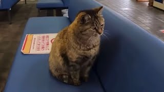 雨宿りをする地域猫さんが甘え上手だった