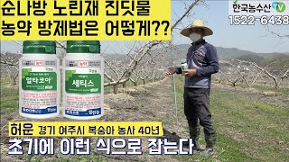 [한국농수산TV] 과수 농가 봄철 농약관리 어떻게 하세요?? 순나방,노린재,진딧물 방제!! 경기 여주