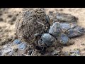 rhulani minute safari the dung beetle forms a ball