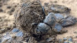 RHULANI MINUTE SAFARI - The dung beetle forms a ball