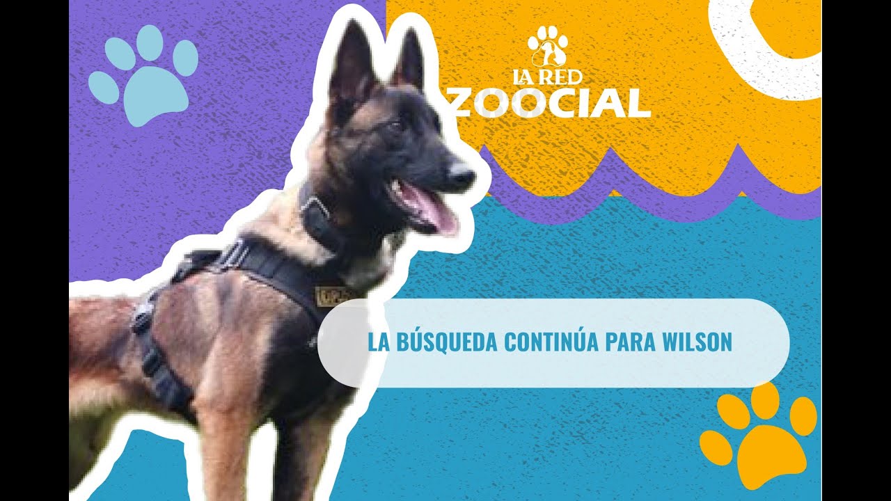 Wilson: El Perro Que Ayudó A Encontrar A Los Niños Colombianos En La ...