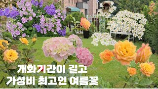 개화기간이 길고, 가성비 최고인 여름꽃 / 2차로 꽃 피운 장미🌹/ 씨앗발아로 꽃을 피운 야생화