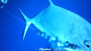 Olymbros D1 Underwater Camera - Trevally Hookup