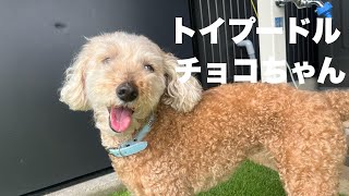 トイプードル チョコちゃん 【Toy poodle】