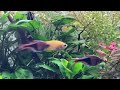 honey gourami care guide tank setup diet tank mates and water parameters