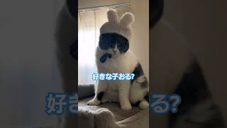 【ブリティッシュショートヘア】好きな子おる?    #shorts    #かわいい   #cat   #cats   #cute   #ブリティッシュショートヘア