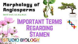 BOTANY XI.05.058 – Morphology of Angiosperms – Important Terms regarding Stamen