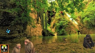 Jungle Sounds | Rainforest Ambience and Animals Sounds for Sleeping, Studying, Relaxation | 8 Hours