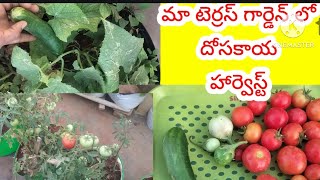 మా టెర్రస్ గార్డెన్ లో దోసకాయ  హార్వెస్ట్ || My Terrace garden Harvest dosakaya  vankaya #dosakaya