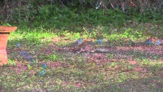 Indigo Buntings