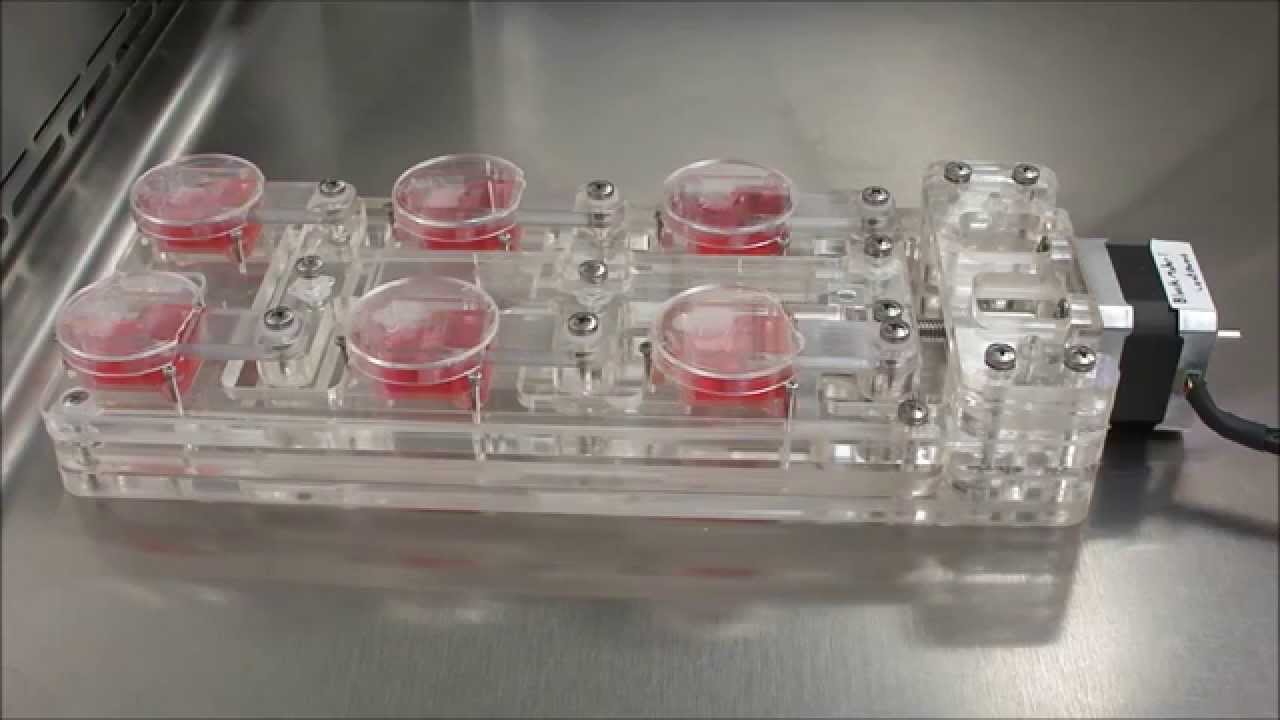 Uniaxial Strain Bioreactor For Engineered Ligaments - YouTube