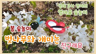 생태강사 엄마의 엄마표 숲놀이 (봄 숲놀이 벚나무와 개미는 친구래요- 쇠뜨기 놀이, 꽃마리)