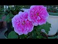 2024 春花序曲，天狼家的美人们和几个蓝紫色的初花（2024 rose flower overture