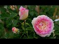 2024 春花序曲，天狼家的美人们和几个蓝紫色的初花（2024 Rose Flower Overture)