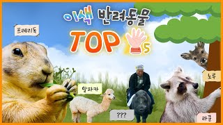 얘네가 반려동물..⁉ 이색🐷🦙 반려동물 TOP 5❗ [KBS대/세/남 With Animals] / KBS 방송