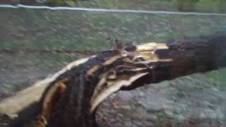 Trees Falling Compilation #3