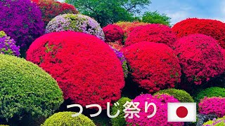 つつじ祭り2024  #japan #flowerpark