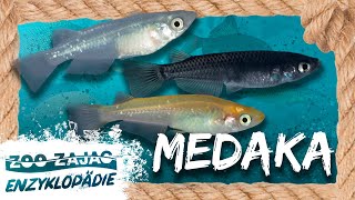 MEDAKA | FISCHENZYKLOPÄDIE | Zoo Zajac