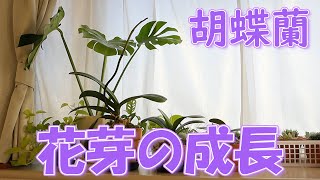 【胡蝶蘭】花芽のその後