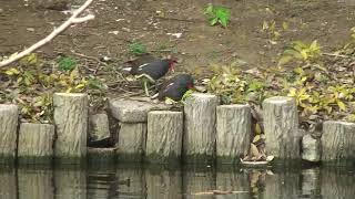 2019.3.24 東京上野鳥散歩・バン