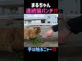 手は触るなと連続猫パンチ‼️可愛いまるちゃん shorts 猫パンチ