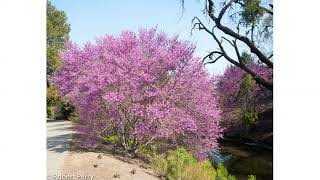 Hort 300 Plant ID List