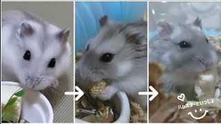 【衝撃】毛色がだんだん変化しておじいちゃんみたいになったハムスター