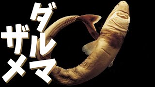 【ダルマザメ】~上位捕食者をかじり取れ！グルメな深海小型ザメ~