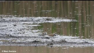 Foeragerende kleine plevieren Viersels Gebroekt 6 mei 2023