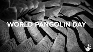 World Pangolin Day - Conservation In Namibia