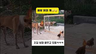 닭과 개가 서로 자길 보며 싸운다ㅋㅋㅋ #웃긴영상 #유머 #동물 #강아지쇼츠 #닭싸움