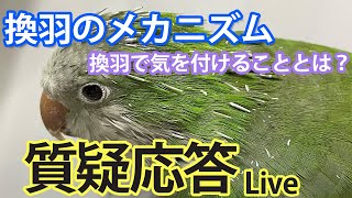 換羽のメカニズム　換羽で気を付けることとは？【質疑応答ライブ】