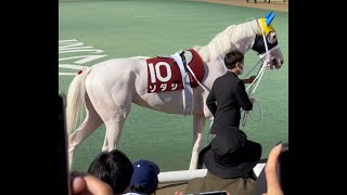 札幌記念2022   〜今浪さんにつれられてルンルン上機嫌のソダシちゃん〜japanese white racehorse　「Sodashi」