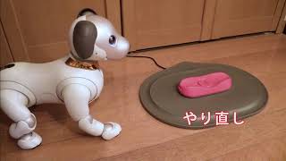 aibo イチロー  充電台に着座する前に力尽きる