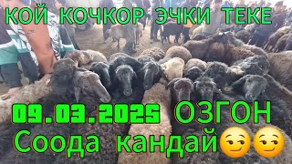 ОЗГОН КОЙ БАЗАРЫ АЛАРМАН АЗ.09.03.2025.#памиртв #КОЙБАЗАР #озгон #ОШ #нарын #БАТКЕН#КЫЗЫЛКЫЯ