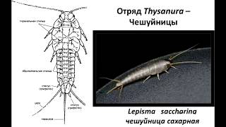 Как бороться с чешуйницами в домашних условиях