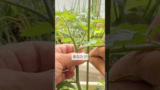 4/20ミニトマトの支柱の取付　固定はビニタイで8の字　花が動かないと受粉して実が大きくならないので