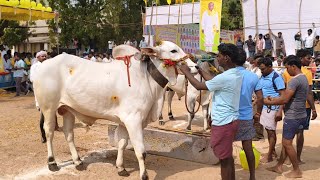 2025-ఎమ్మిగనూరు బండలాగు పోటీలు నాలుగు పళ్ళ విభాగం 4 వ జత