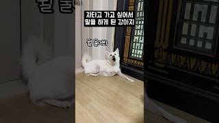 차타고 가고 싶어서 말을 하게 된 강아지 #shorts